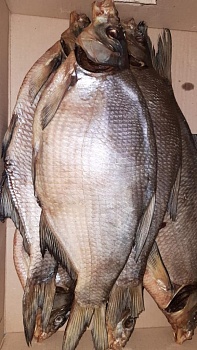 Лещ Цымлянский средний вяленный вес 700 - 900 кг